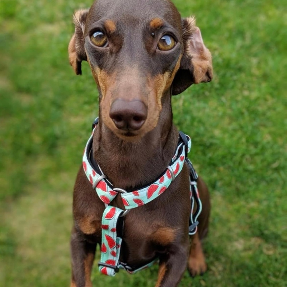 Max and Molly Watermelon Dog H-harness